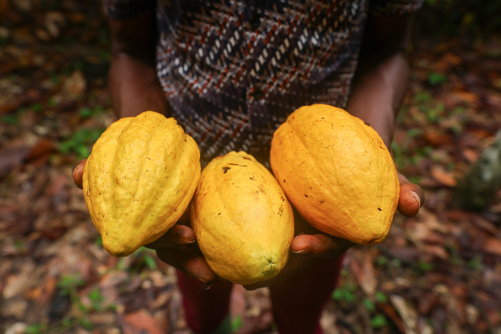 Ghana Cocoa | Fairtrade / ©2024 Nipah Dennis, All Rights Reserved, Nipah Dennis Ripe Cocoa pods in a cocoa farm in the Ahafo Region of Ghana on October 10, 2024.