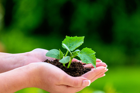 Eine Frau h?lt eine kleine Pflanze in der Hand. Symbolfotoo f?r Natur und Wachstum