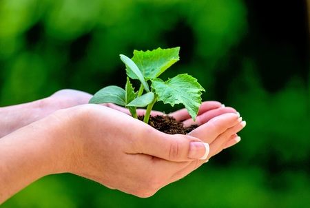 Eine Frau h?lt eine kleine Pflanze in der Hand. Symbolfotoo f?r Natur und Wachstum