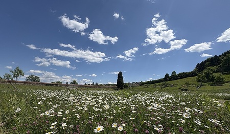 Wilder Barockgarten im Zisterzienserstift Rein