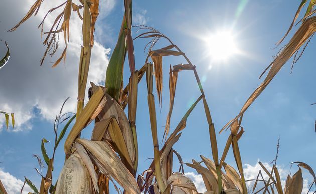 Dürreschäden in der Landwirtschaft durch Trockenheit / bilderbox.com / Wodicka