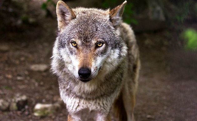 Wolf / pixabay / gemeinfrei