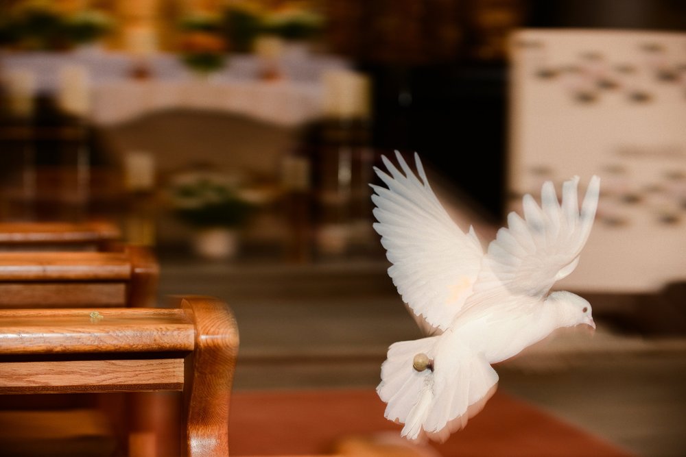 Taube in der Kirche / © 2014 KNA, www.kna-bild.de - Nutzungsrechte vorbehalten., Harald Oppitz Pfarrer Michael Gnan, Priester an der Kirche von Grainet, musiziert mit fliegenden Tauben.Bild: Eine Taube fliegt durch eine Kirche. Die Taube ist Symbol für Heiliger Geist, Friedenstaube, Friede. Symbol für Pfingsten.