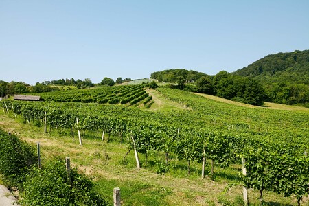 Weingärten