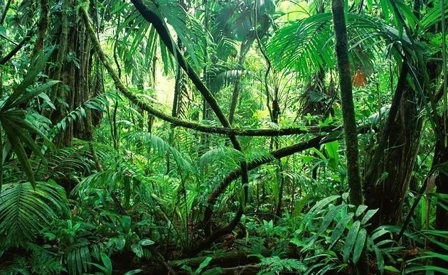Regenwald / pxhere.com / gemeinfrei