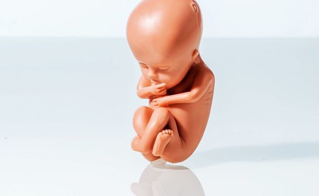 Plastikfigur eines Fötus in der 12. Schwangerschaftswoche / bilderbox.com / Wodicka